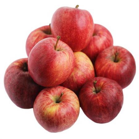 مرکز توزیع سیب درختی قزوین