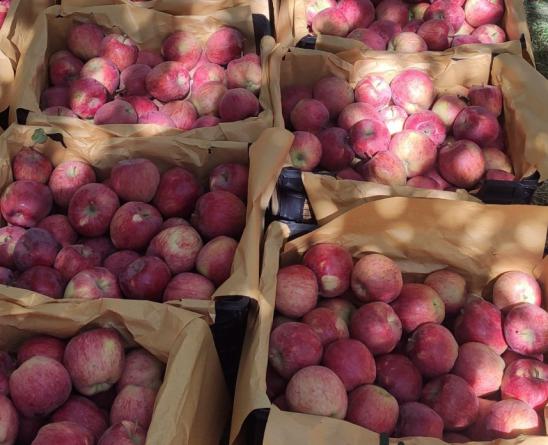 خرید عمده سیب قرمز ترش