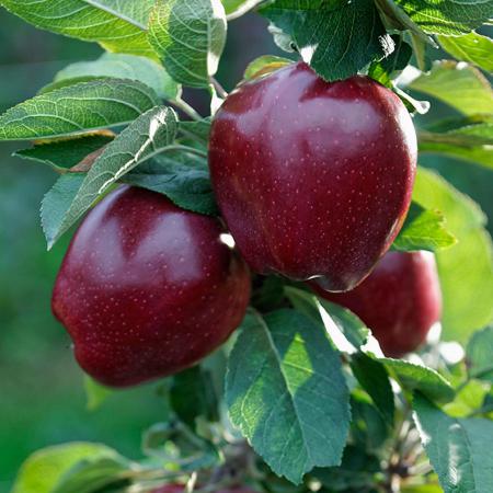 قیمت خرید و فروش سیب درختی درجه 1 در بازار داخلی