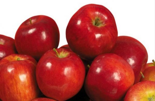 فروش مستقیم سیب قرمز عمده