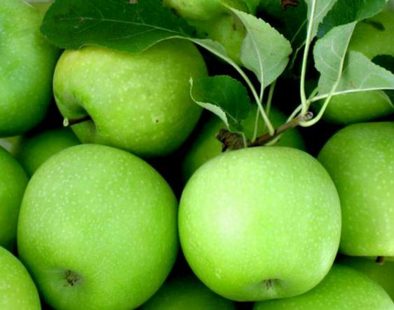 توزیع مستقیم سیب درختی سبز