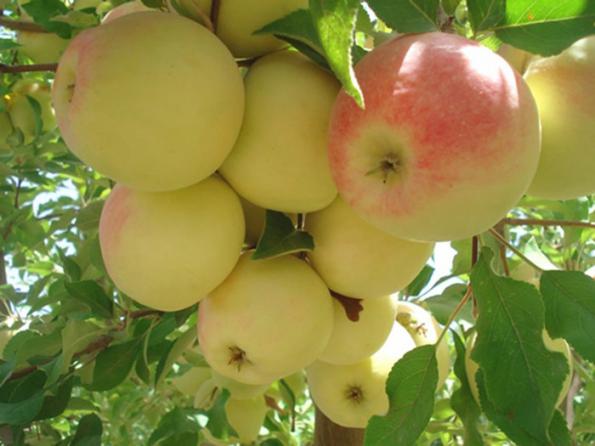 فروش مستقیم سیب گلاب سبز