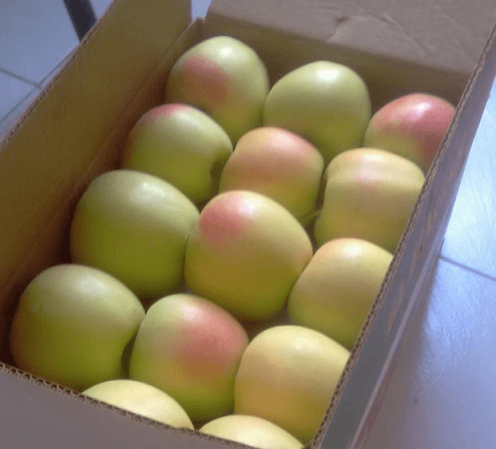 نرخ عمده سیب درختی صادراتی