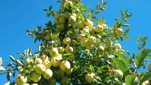 قیمت سیب درختی زرد ممتاز