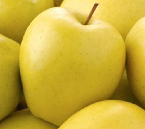 قیمت انواع سیب درختی مرغوب در کشور ایران