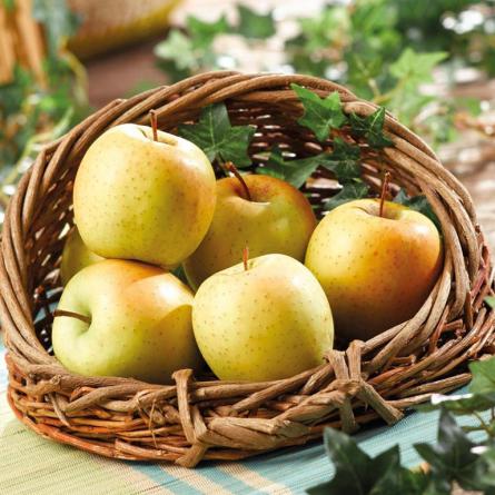 قیمت عمده سیب درختی سمیرم