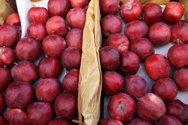 نحوه ی صادرات سیب درختی