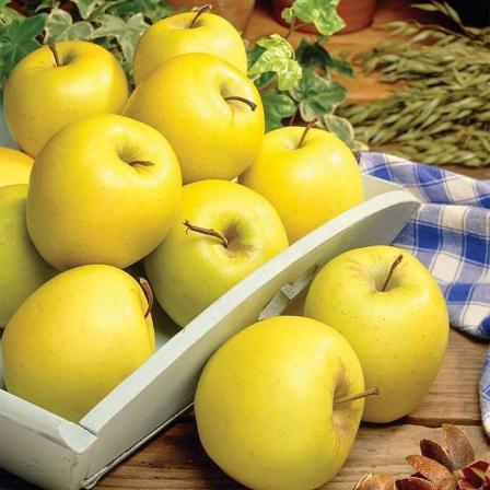 بازار پخش سیب زرد کیلویی