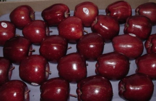 پخش مستقیم سیب استخوانی به قیمت عمده