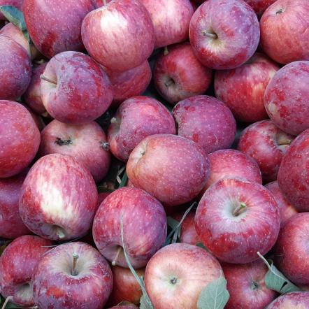 کیفیت انواع سیب درختی خارجی