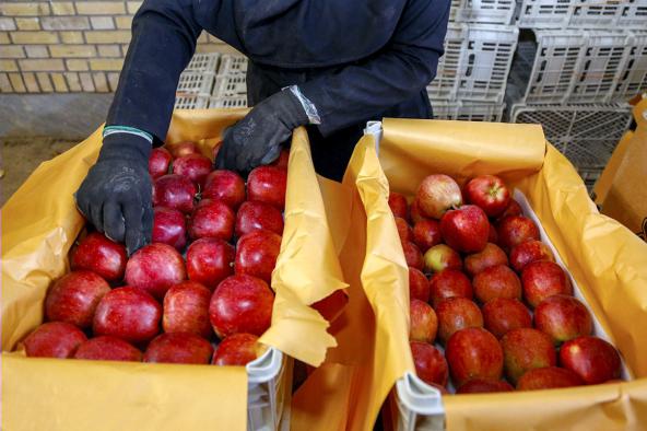 چند ویژگی بهترین سیب سمیرم