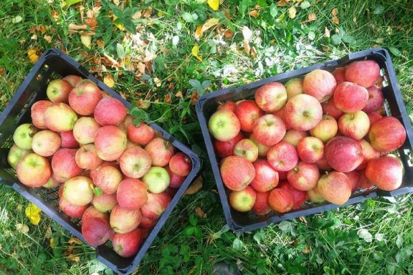 آشنایی با مراحل صادرات انواع سیب ایرانی