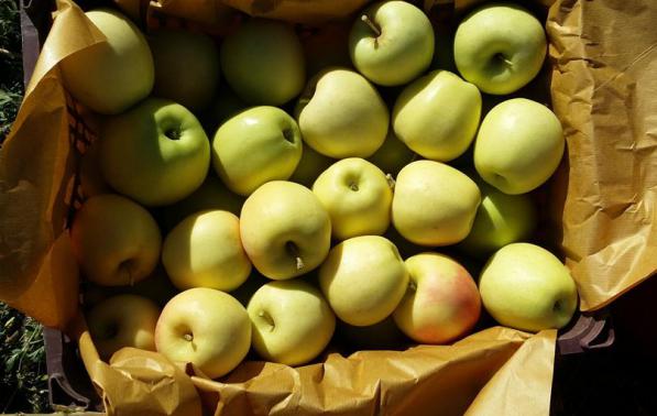 عرضه عمده سیب درختی زرد