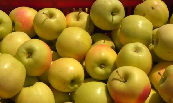 نکات مهم هنگام خرید سیب درختی