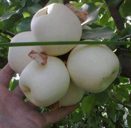 مراکز عرضه سیب درختی سفید