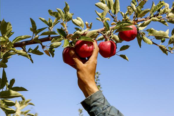 فروش سیب سمیرم صادراتی بدون واسطه