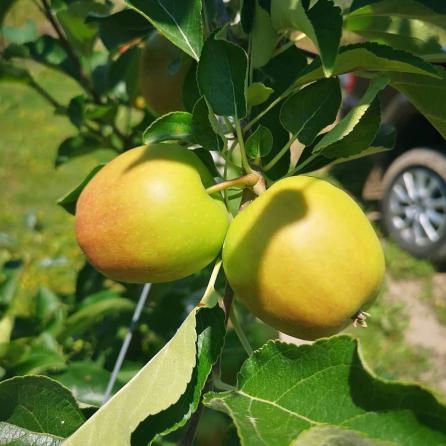 سفارش مستقیم سیب درختی گلخانه ای