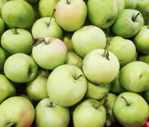 سفارش عمده سیب گلاب شیراز