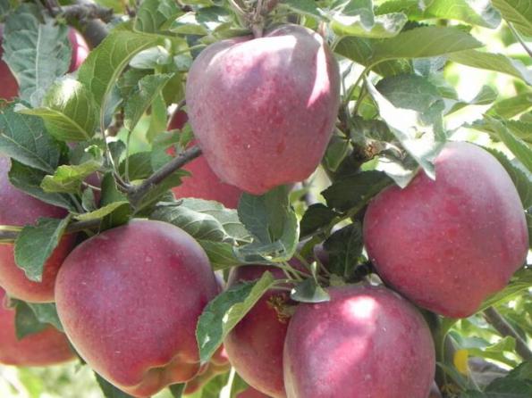 فروش عمده سیب در دماوند