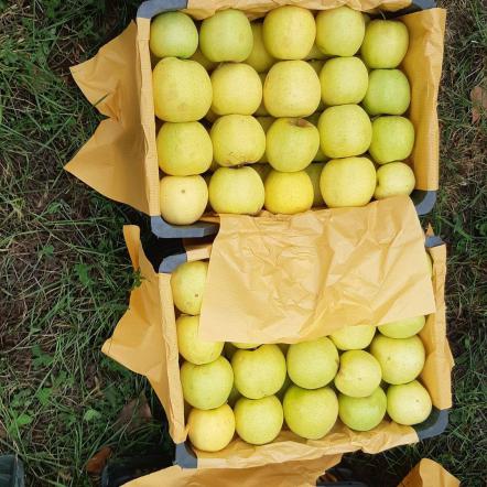 توزیع عمده سیب زرد کیلویی