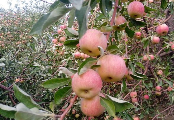 مراحل صادرات سیب گلاب از ابتدا تا انتها