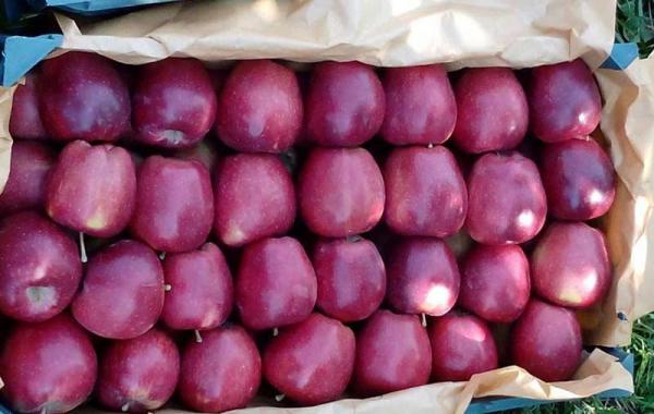 میزان درآمد سالیانه از صادرات انواع سیب