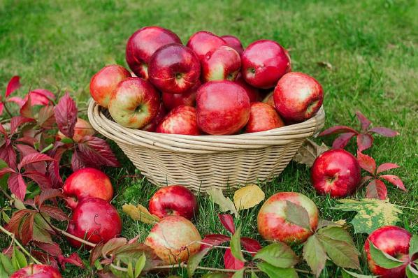 مرغوب ترین نوع سیب جهت صادرات