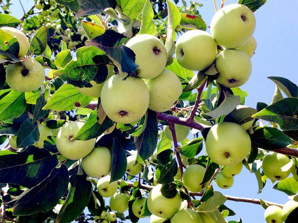 چگونه سیب جنگلی درجه یک را بشناسیم