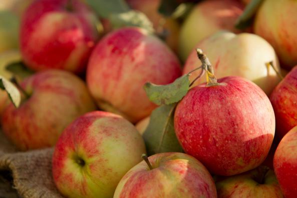 پارامترهای تعیین کیفیت سیب درختی