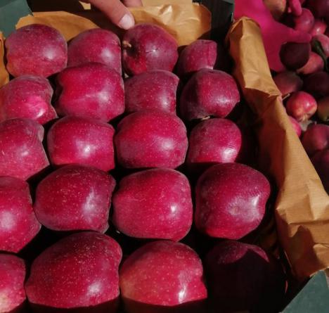 چگونگی صادرات سیب درختی