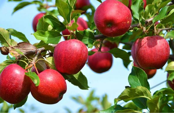 خرید مستقیم سیب سرخ در قزوین