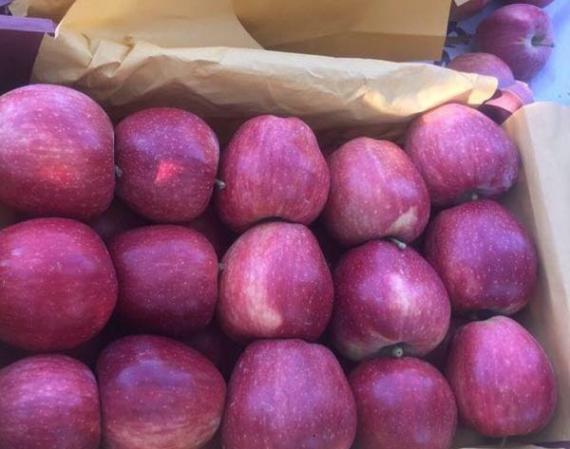 مراکز خرید سیب قرمز صادراتی