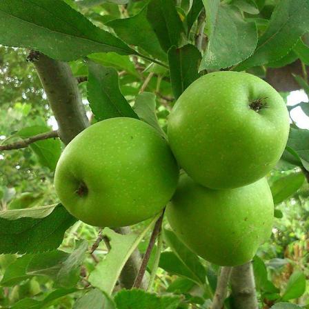 عرضه بی واسطه سیب سبز در ارومیه