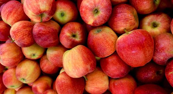 عمده فروشان سیب سرخ ترش