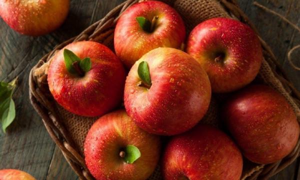 پخش عمده سیب درختی قرمز