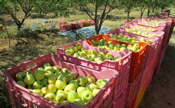 معرفی انواع سیب آبگیری