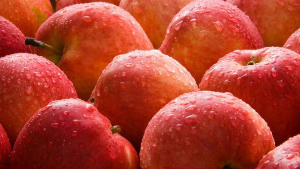 عرضه بی واسطه سیب سرخ لبنان