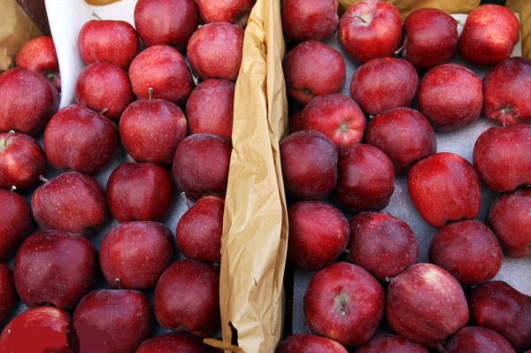 بازار عرضه سیب درختی در سمیرم