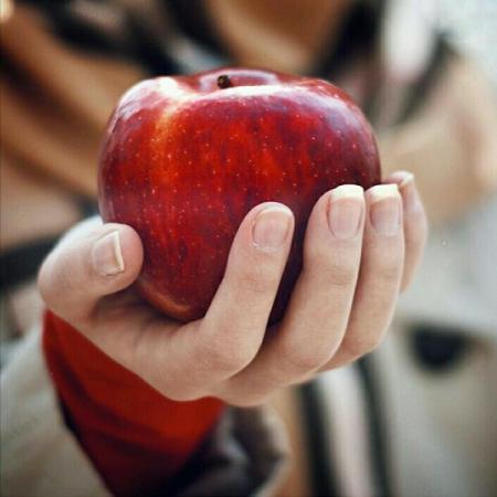 فروشندگان بهترین سیب سرخ در مراغه