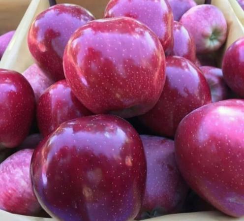 پخش کلی سیب سرخ در سمنان