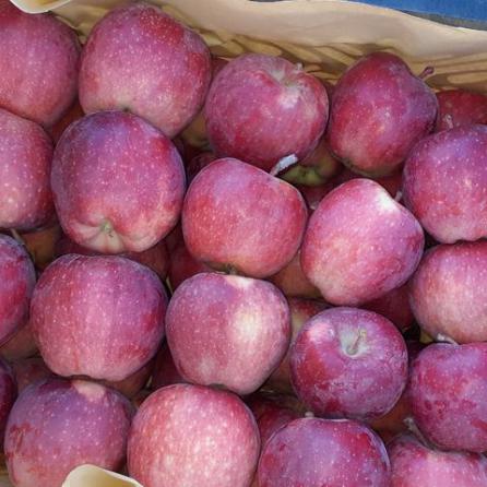 قیمت خرید تضمینی سیب درختی درجه یک مراغه