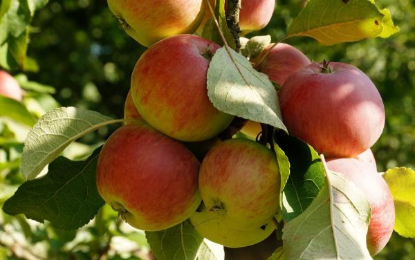 فروش مستقیم سیب گلاب پایه کوتاه