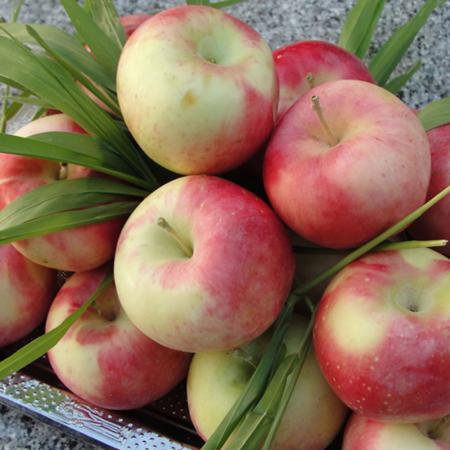 سفارش خرید سیب گلابی