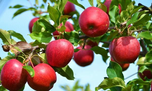 آشنایی با شهرهای تولید کننده سیب درجه یک