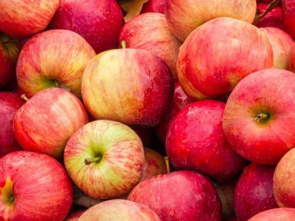 عرضه مستقیم سیب درختی قرمز