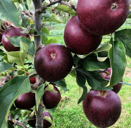 بازار فروش سیب سرخ در سمنان