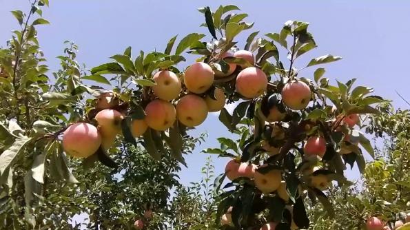 روش های تشخیص سیب درختی صادراتی