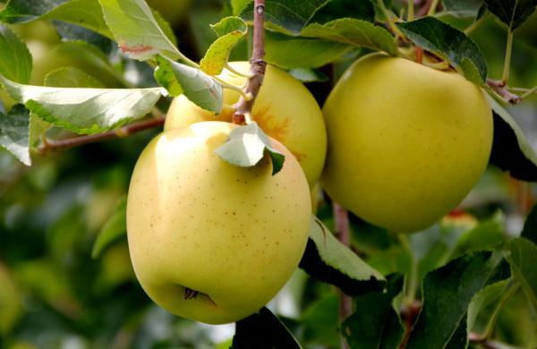 ویژگی سیب لبنانی ممتاز 