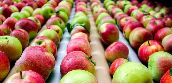 نحوه ی صادرات سیب درختی به روسیه