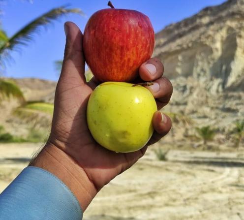 مشخصات کامل سیب درجه یک